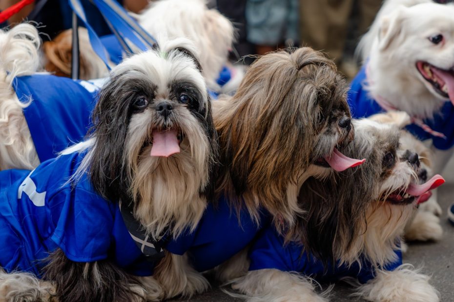 a group of small dogs wearing blue clothes