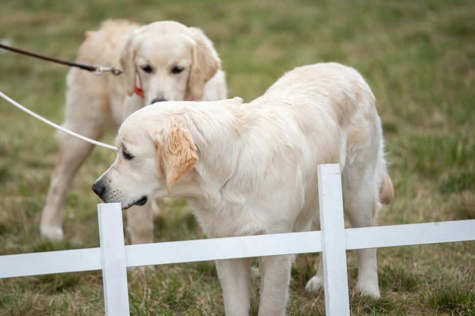 a couple of dogs on a leash