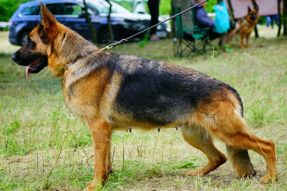 black and tan german shepherd